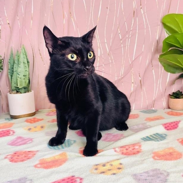 Enlarge Abbey, a Adoptable mixed breed in Keene, NH image 4/4