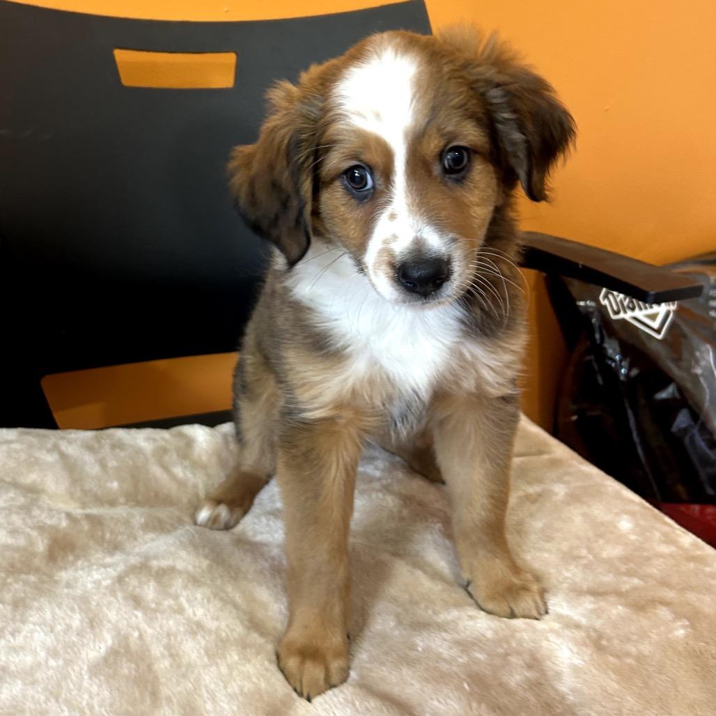 Enlarge Ace, a Adoptable mixed breed in San Saba, TX image 1/2