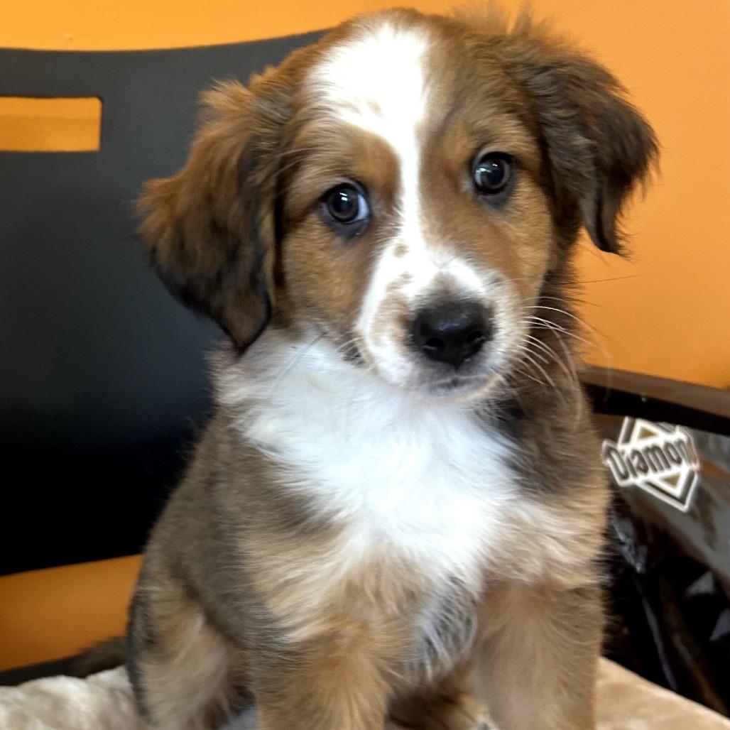 Enlarge Ace, a Adoptable mixed breed in San Saba, TX image 2/2