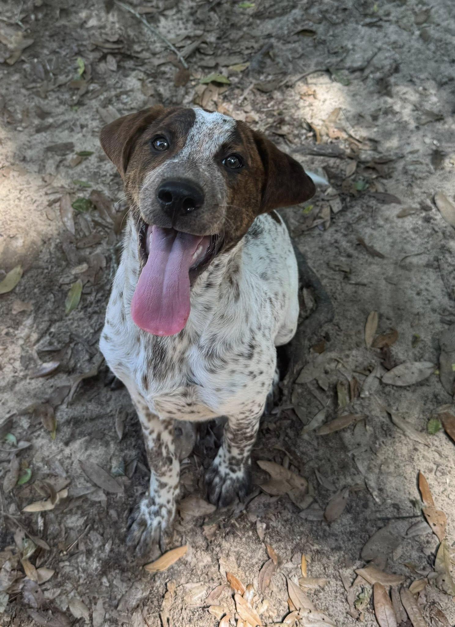 Adore, a Adoptable mixed breed in Navarre, FL image 2/3