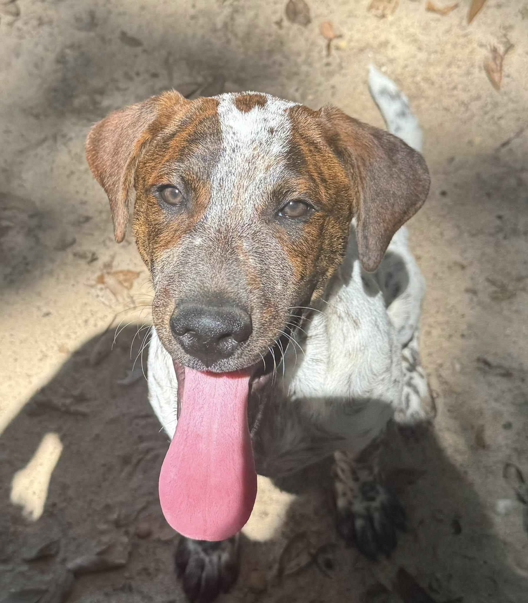 Adore, a Adoptable mixed breed in Navarre, FL image 3/3