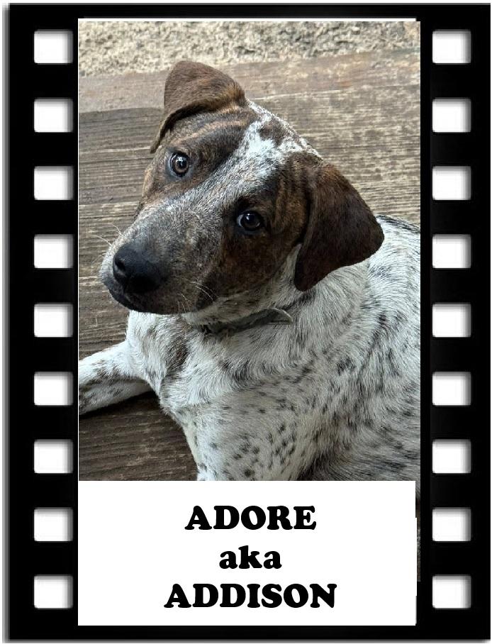 Adore, Adoptable, Young Male Pointer.