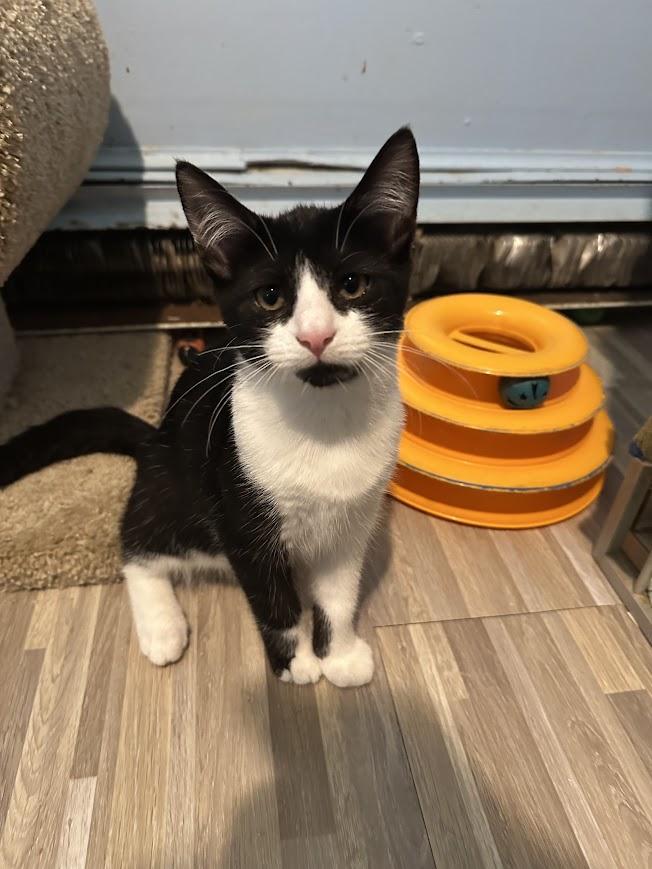 Tonya, ADOPTABLE, Kitten Female American Shorthair.