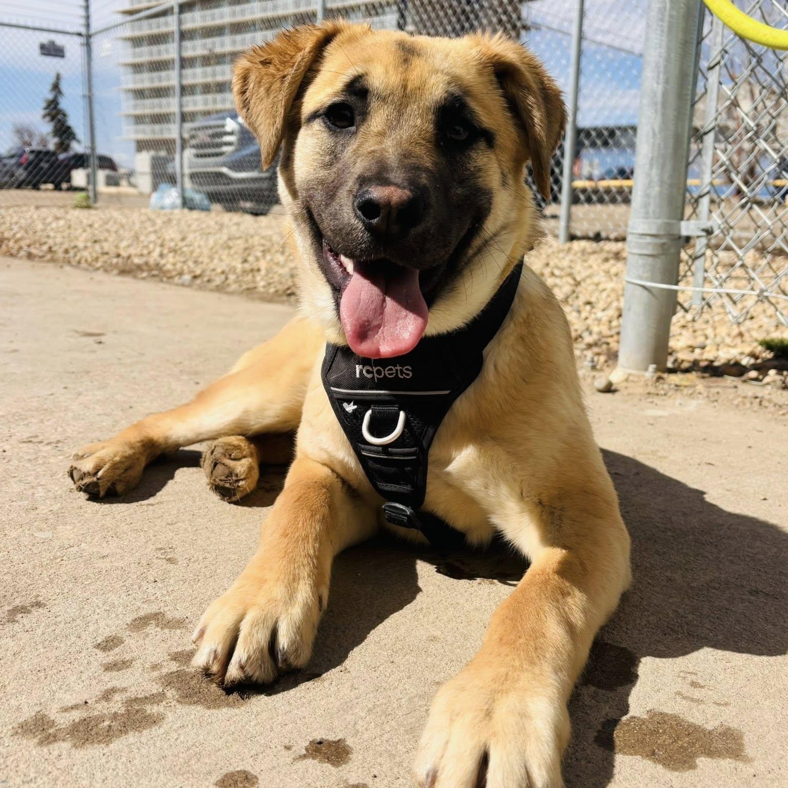 Shiloh, ADOPTABLE, Young Female Shepherd.