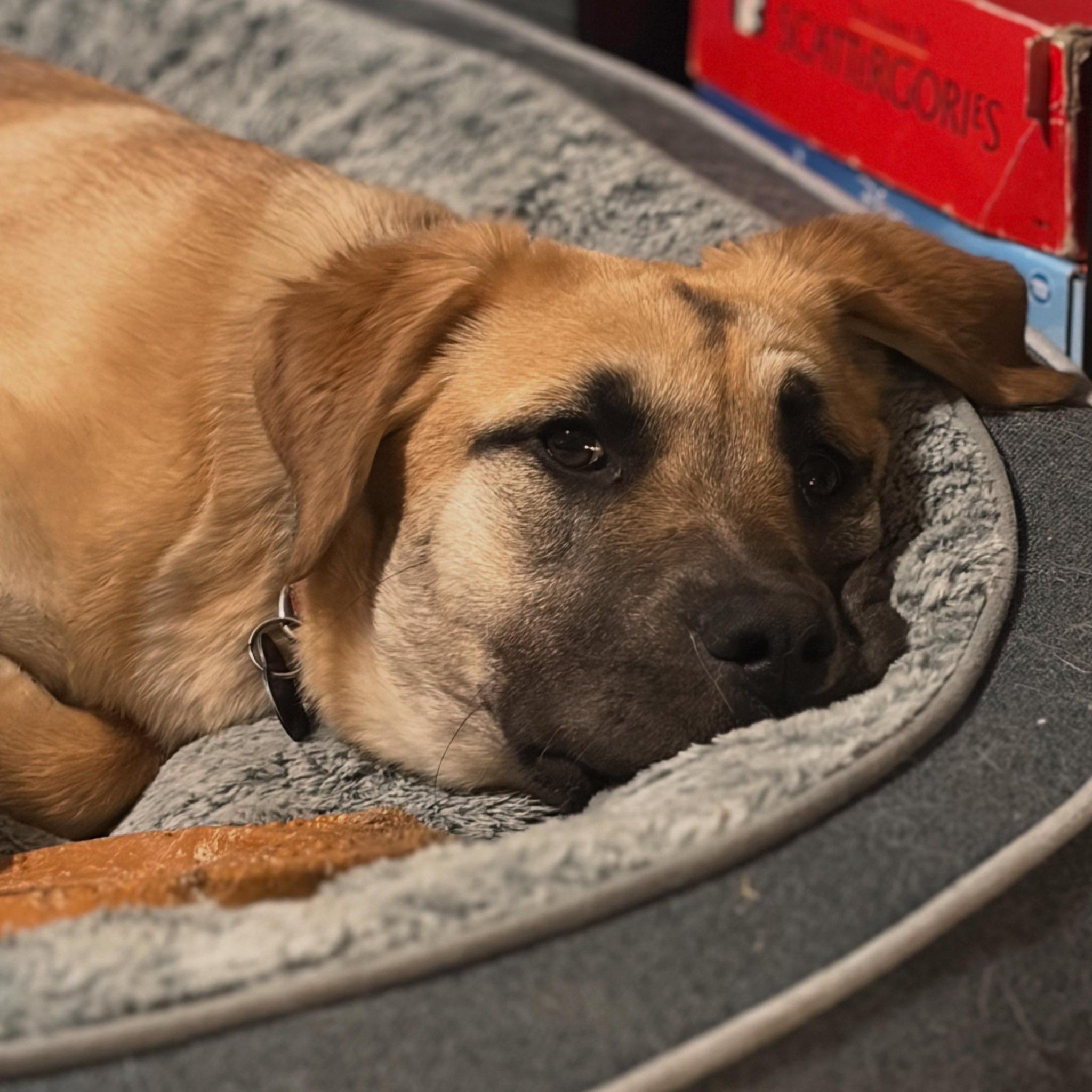 Shiloh, a ADOPTABLE mixed breed in Edmonton, AB image 2/4