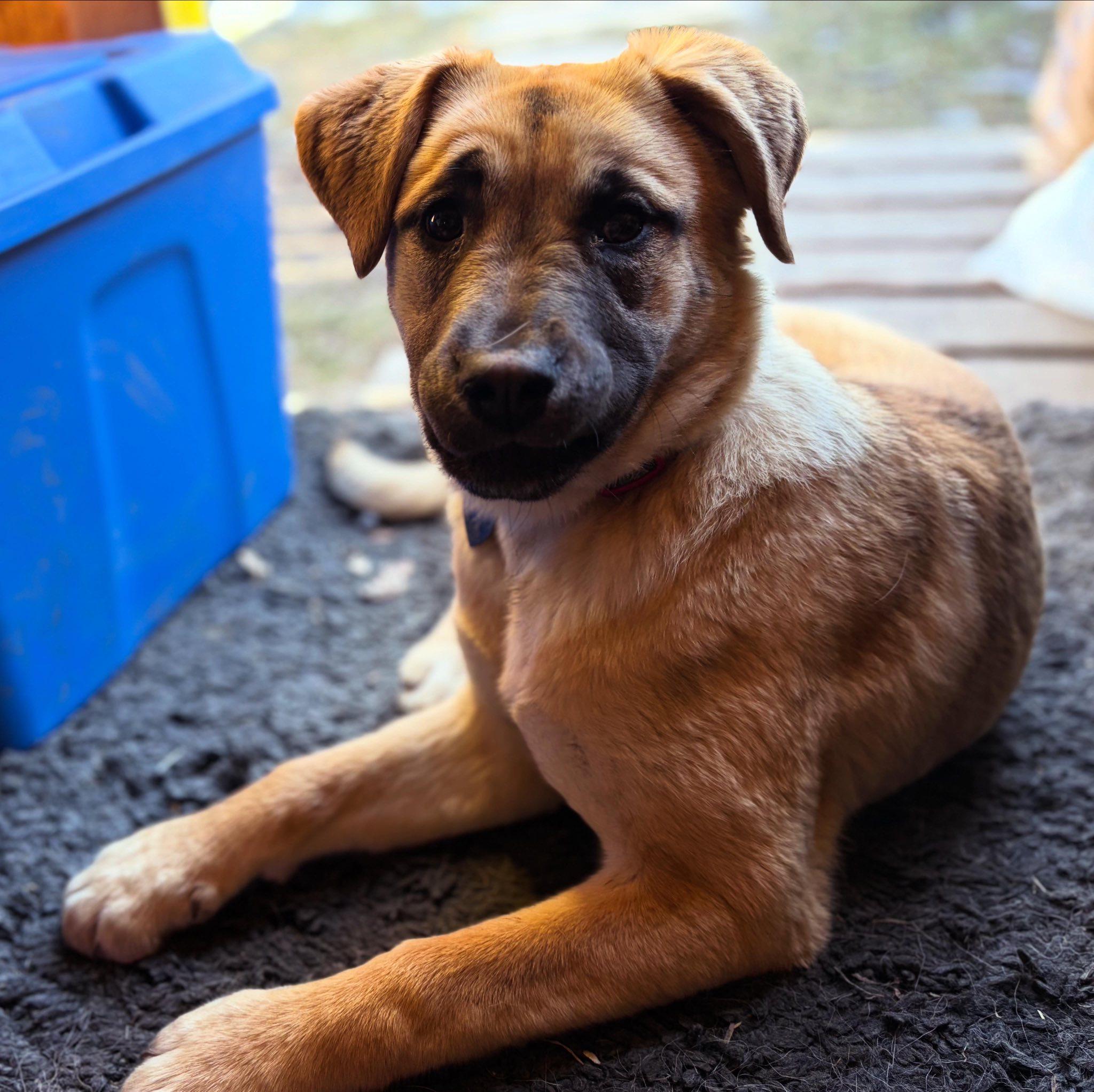 Shiloh, a ADOPTABLE mixed breed in Edmonton, AB image 3/4
