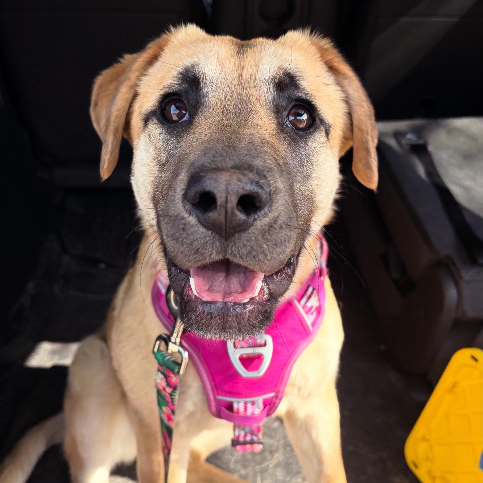 Shiloh, a ADOPTABLE mixed breed in Edmonton, AB image 4/4