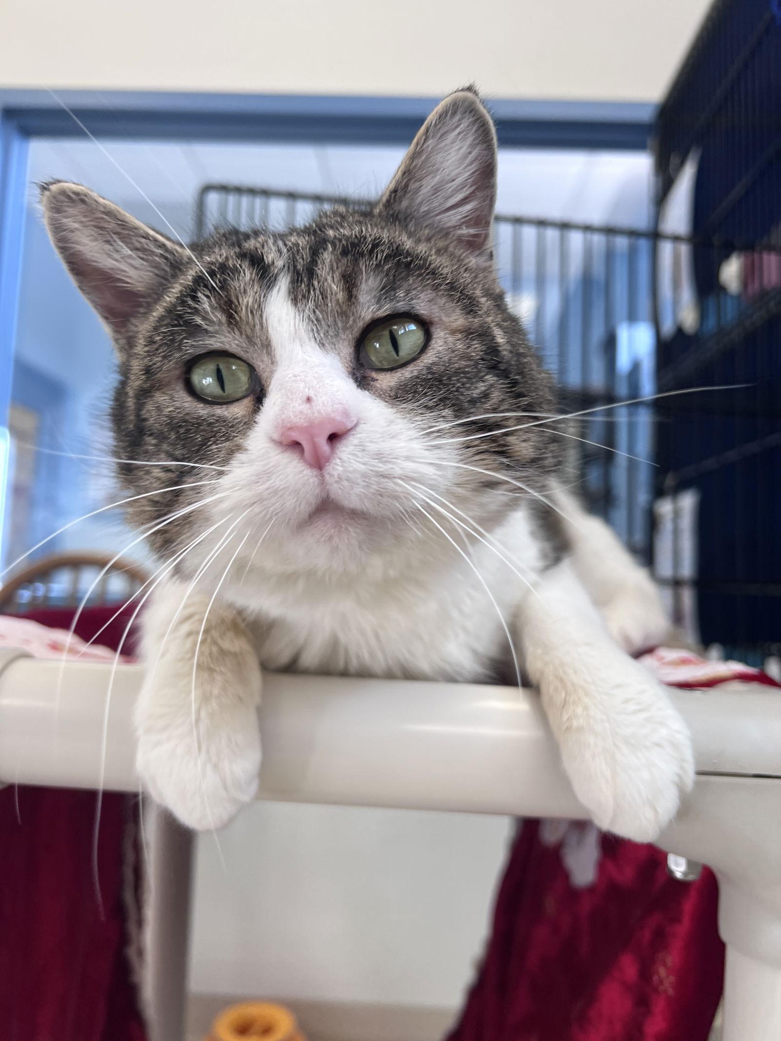 Mr. Miyagi, Adoptable, Adult Male Domestic Short Hair.