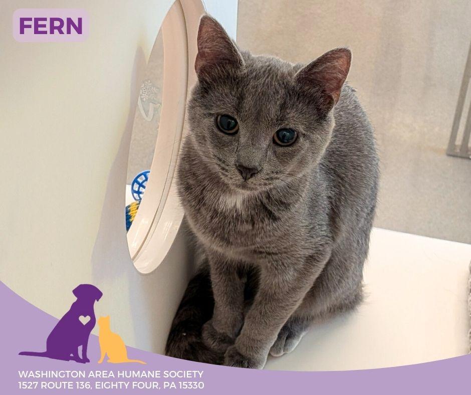 Enlarge Fern, an adopted mixed breed in Eighty Four, PA image 1/1