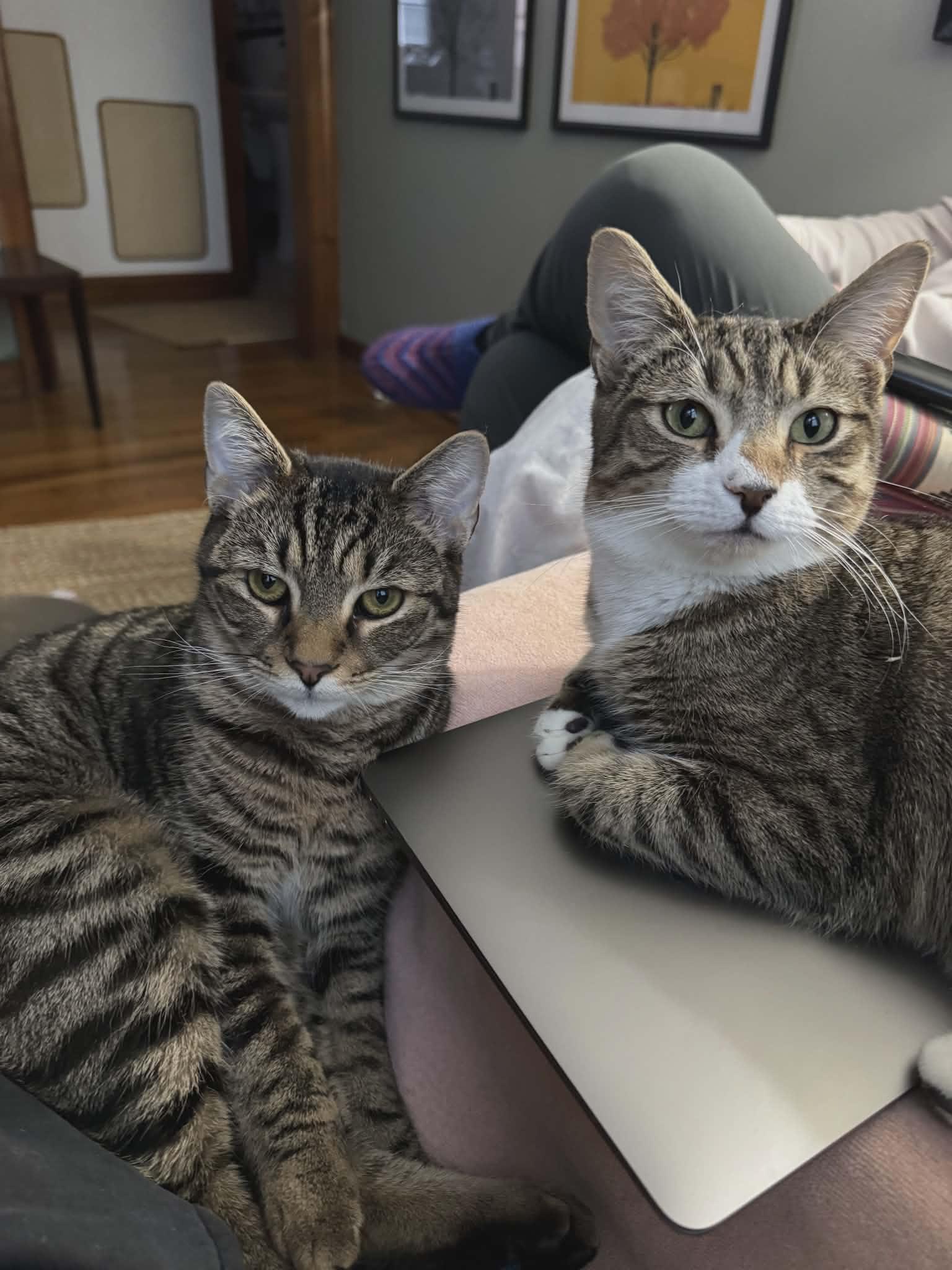 French Fry & Veggie Burger (BONDED PAIR) , Adoptable, Young Male Domestic Short Hair.