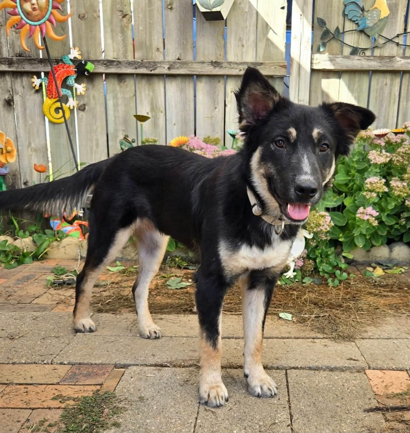Marlowe, Adopted, Adult Female Australian Shepherd.