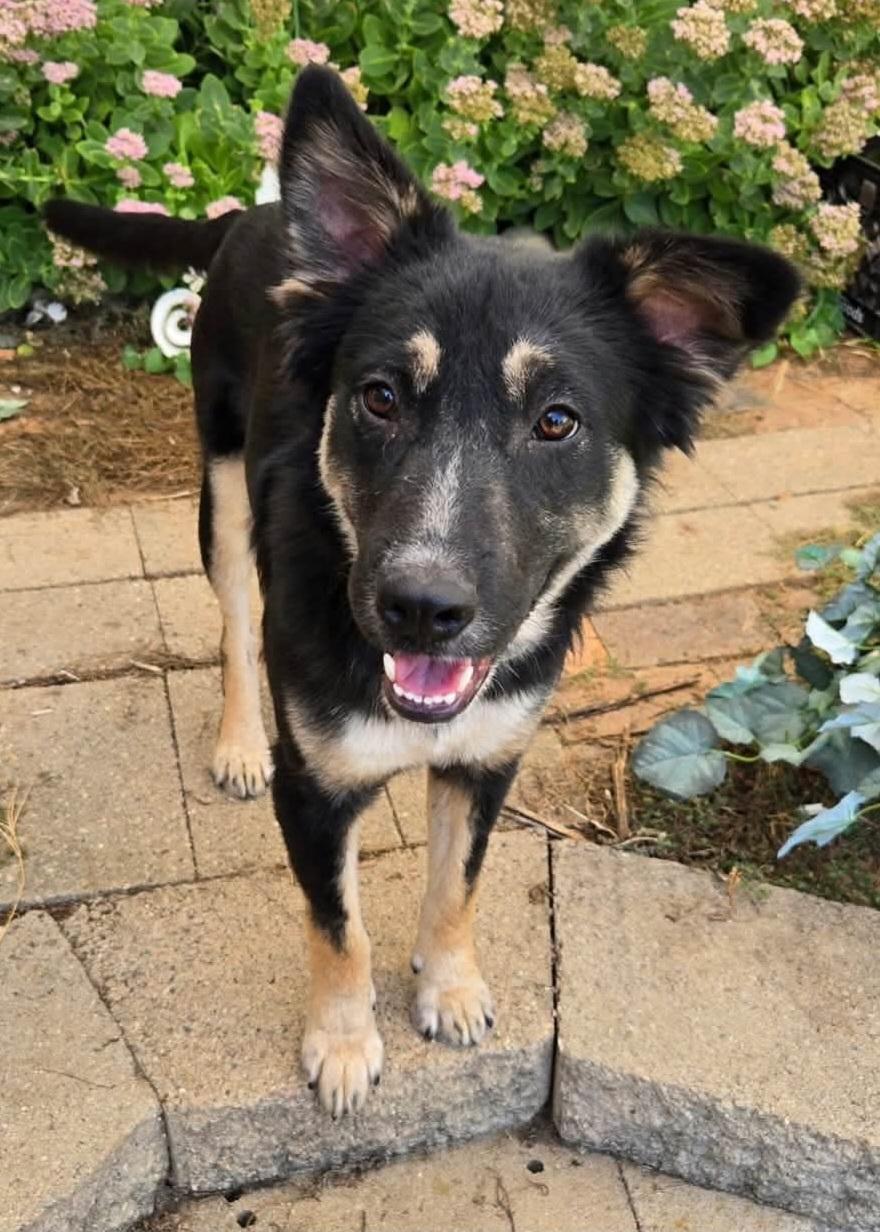 Enlarge Marlowe, a Adopted mixed breed in Sioux City, IA image 3/4