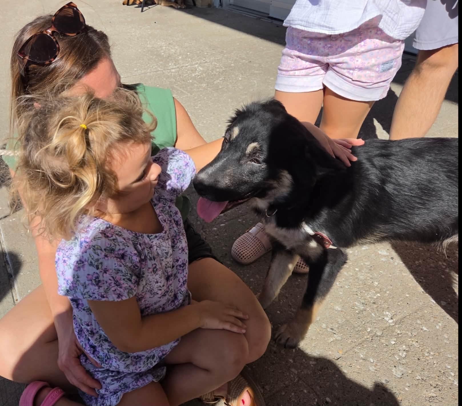 Enlarge Marlowe, a Adopted mixed breed in Sioux City, IA image 2/4