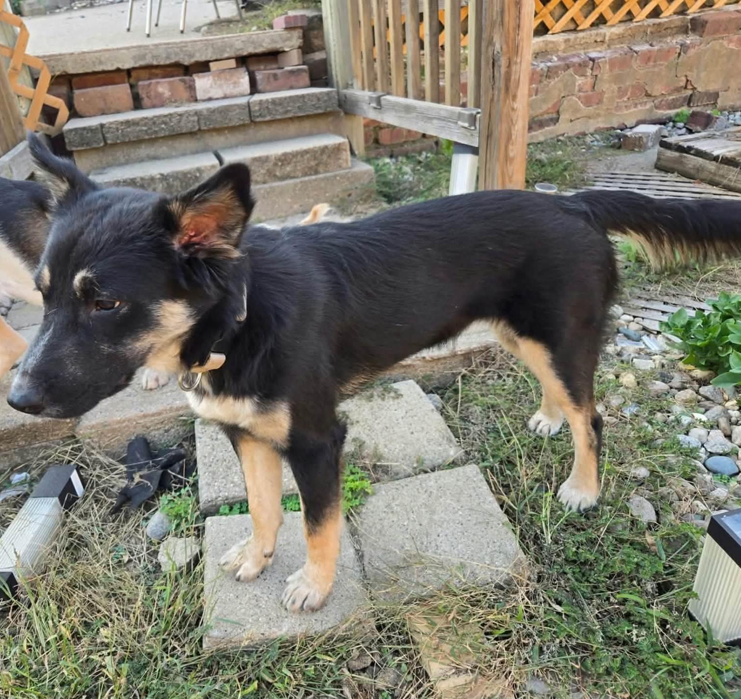 Enlarge Marlowe, a Adopted mixed breed in Sioux City, IA image 4/4