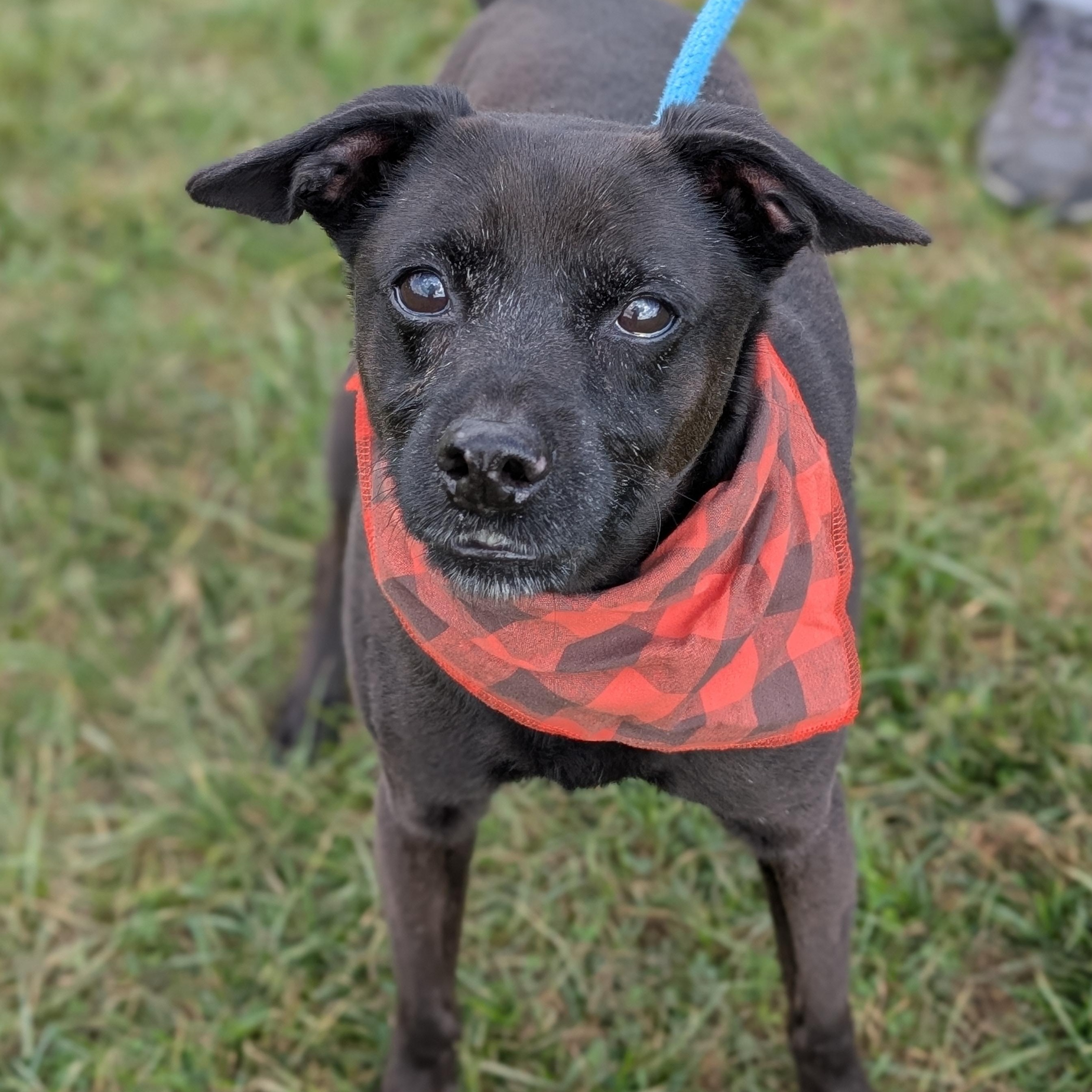 Enlarge 187273 Stanley, a Adoptable mixed breed image 1/5