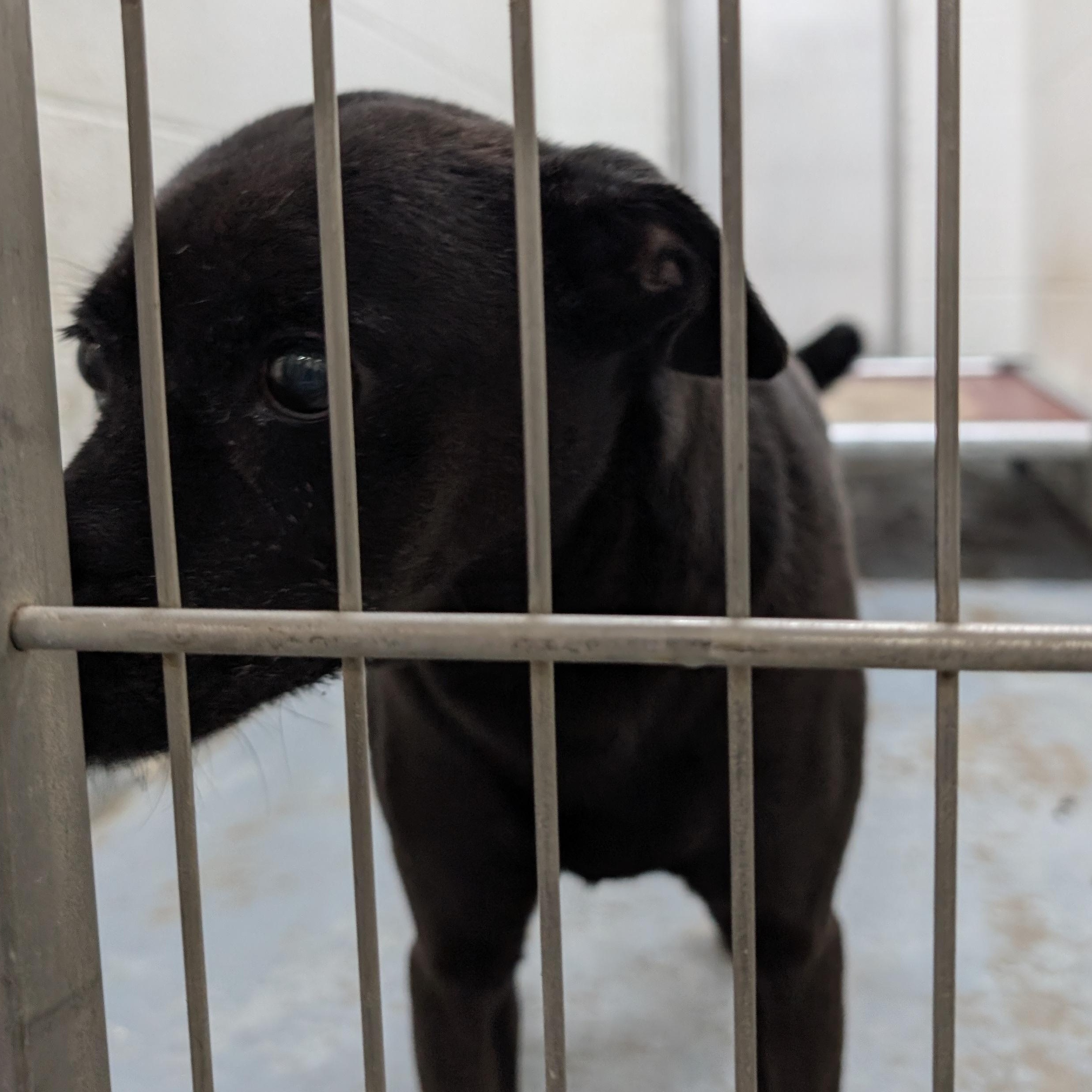 187273 Stanley, Adoptable, Senior Male Terrier.