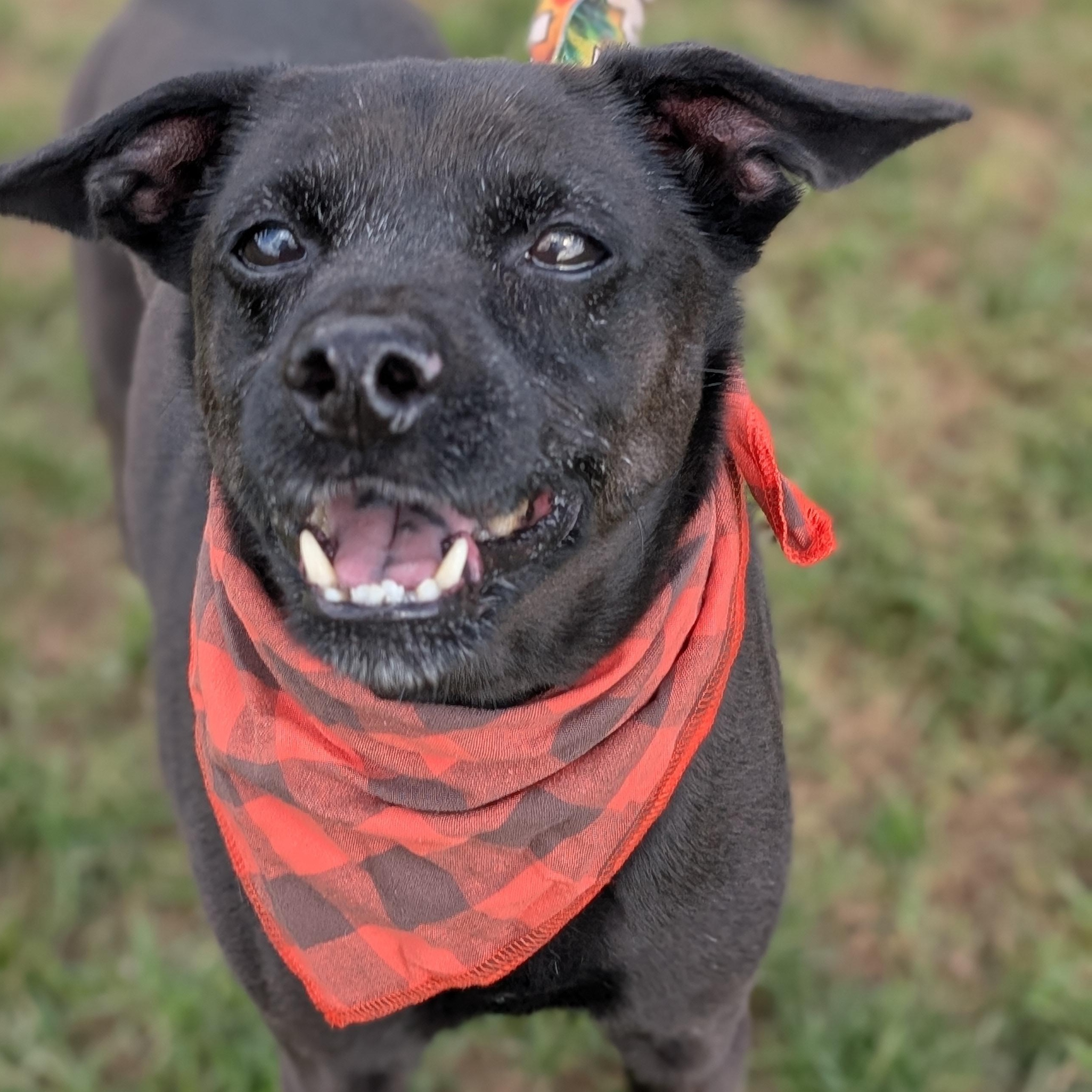 Enlarge 187273 Stanley, a Adoptable mixed breed image 2/5