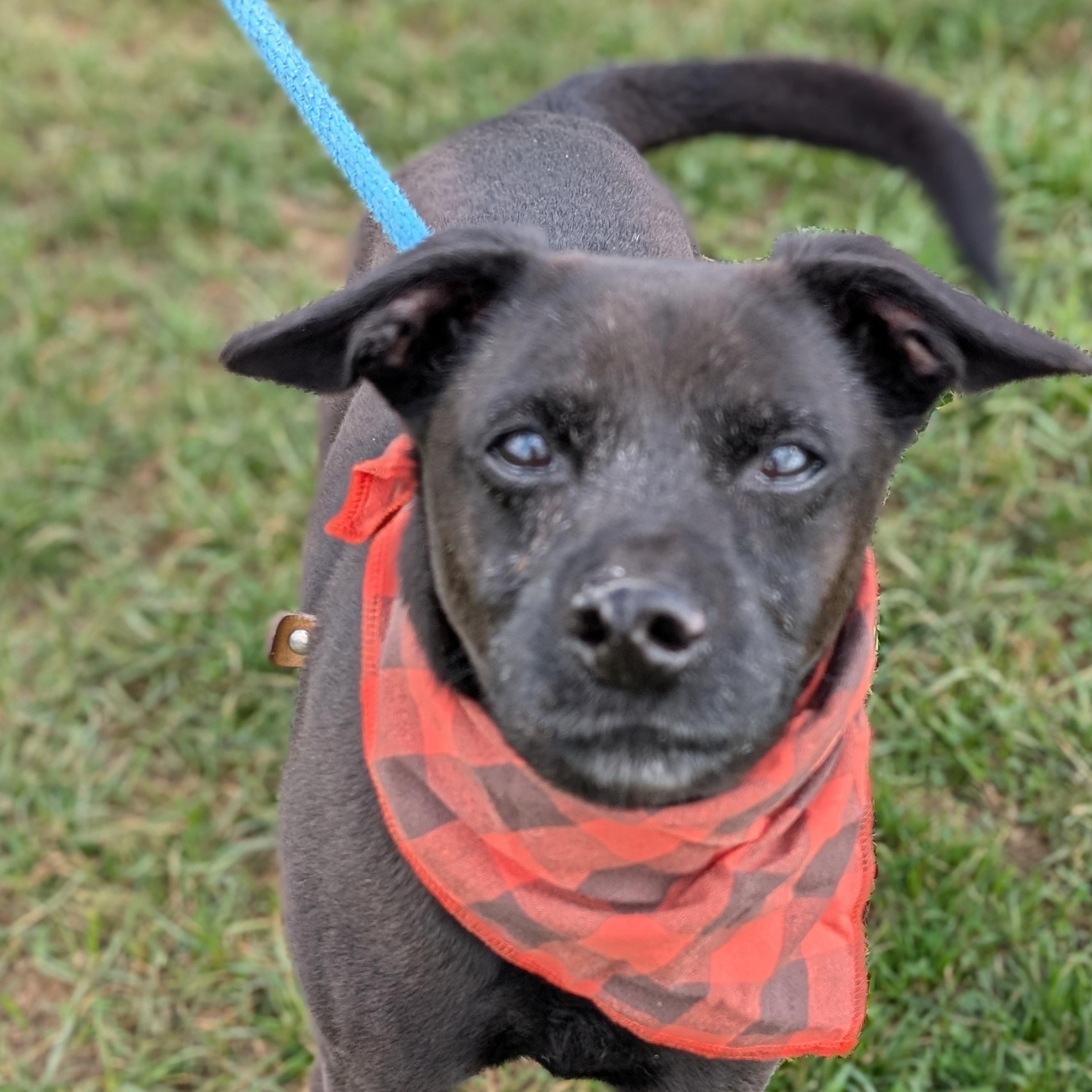Enlarge 187273 Stanley, a Adoptable mixed breed image 3/5