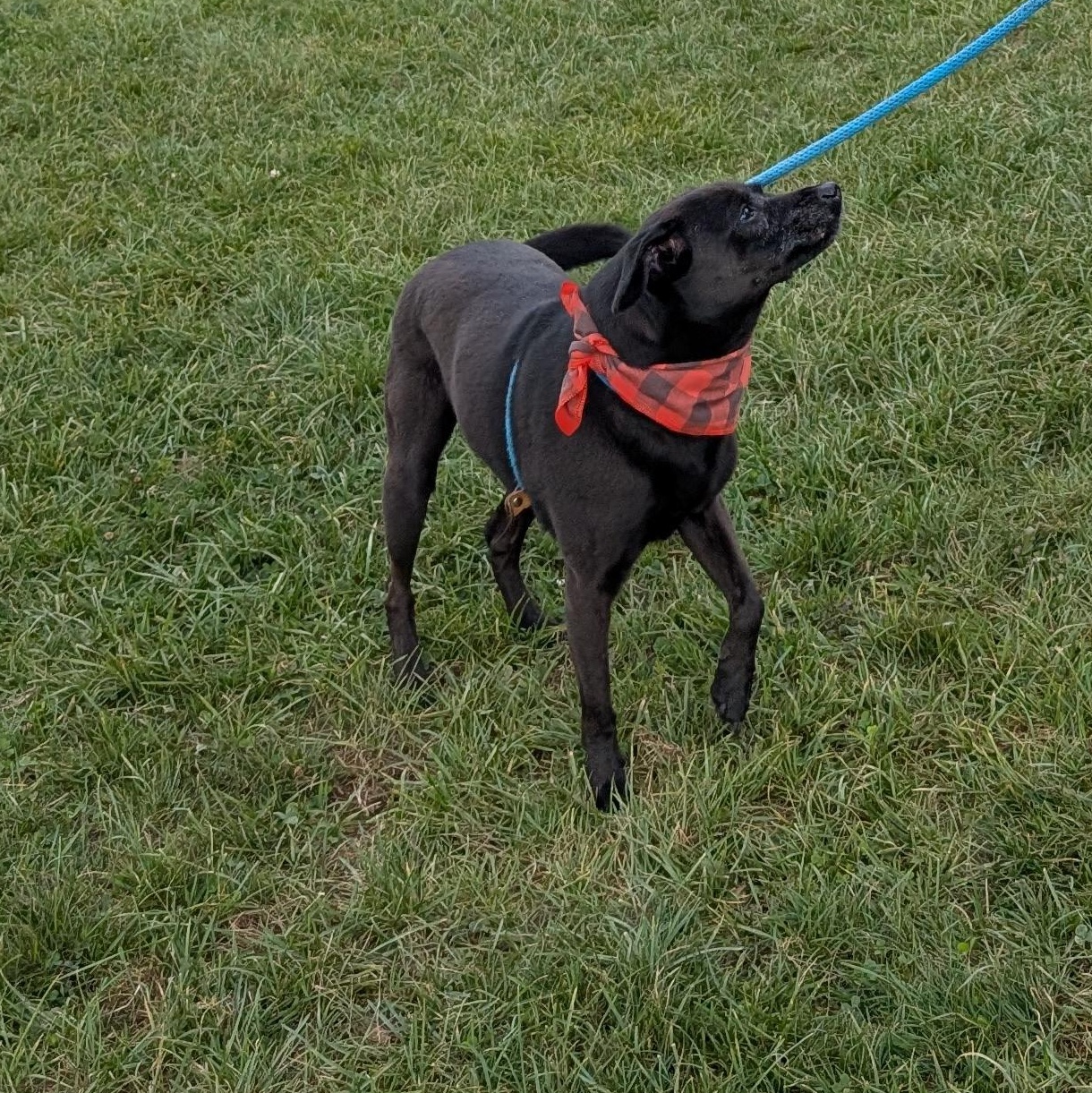 Enlarge 187273 Stanley, a Adoptable mixed breed image 4/5