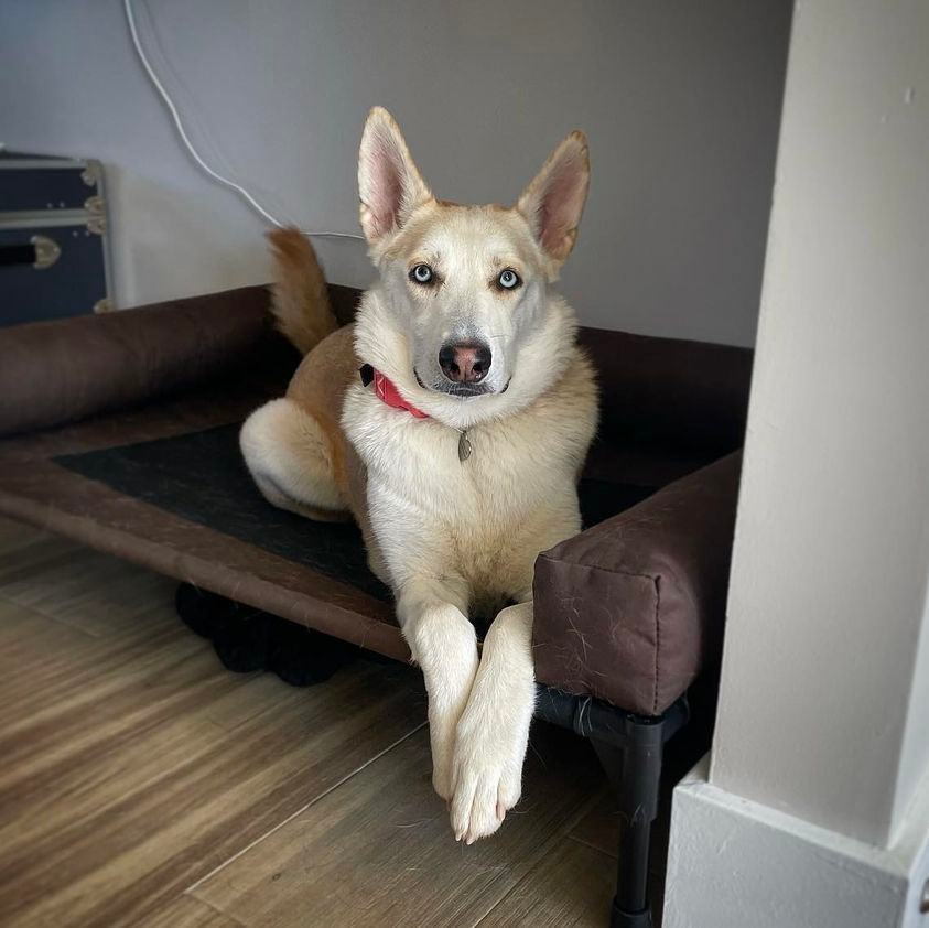 Kiwi, Adoptable, Young Female Husky.