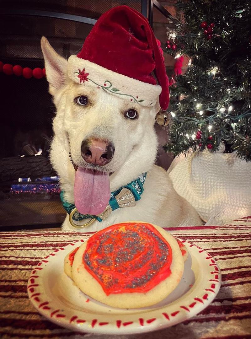 Kiwi, a Adoptable Husky in Phoenix, AZ image 2/6