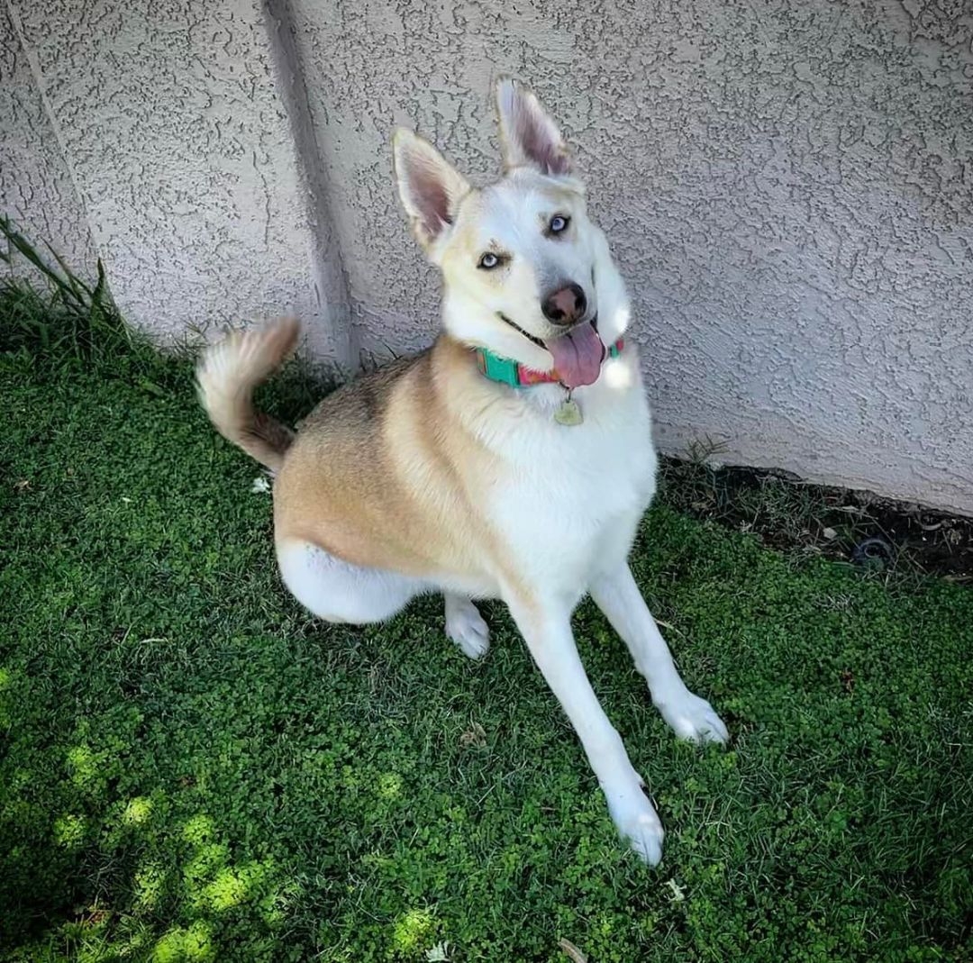 Kiwi, a Adoptable Husky in Phoenix, AZ image 3/6