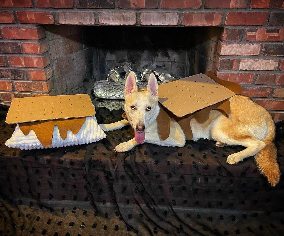 Kiwi, a Adoptable Husky in Phoenix, AZ image 4/6