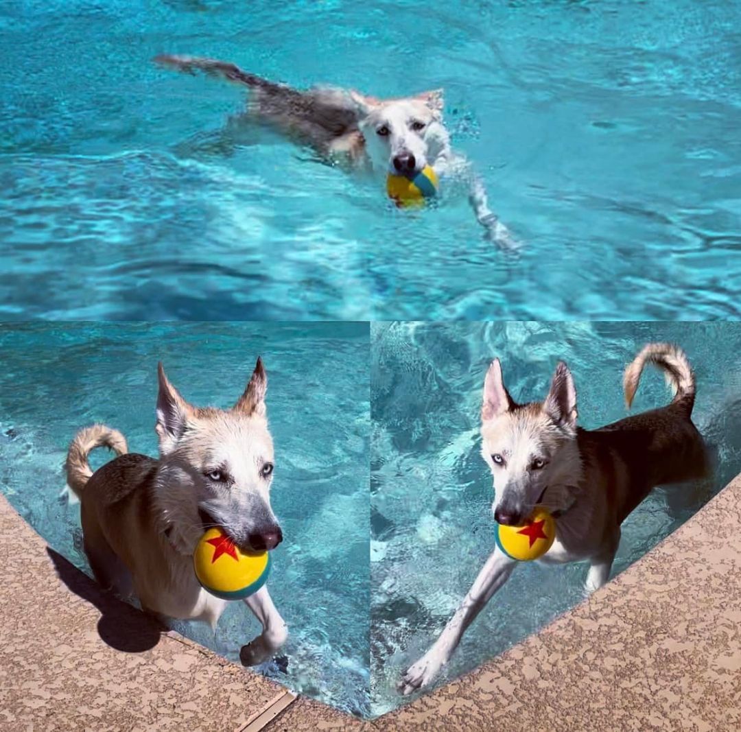 Kiwi, a Adoptable Husky in Phoenix, AZ image 5/6