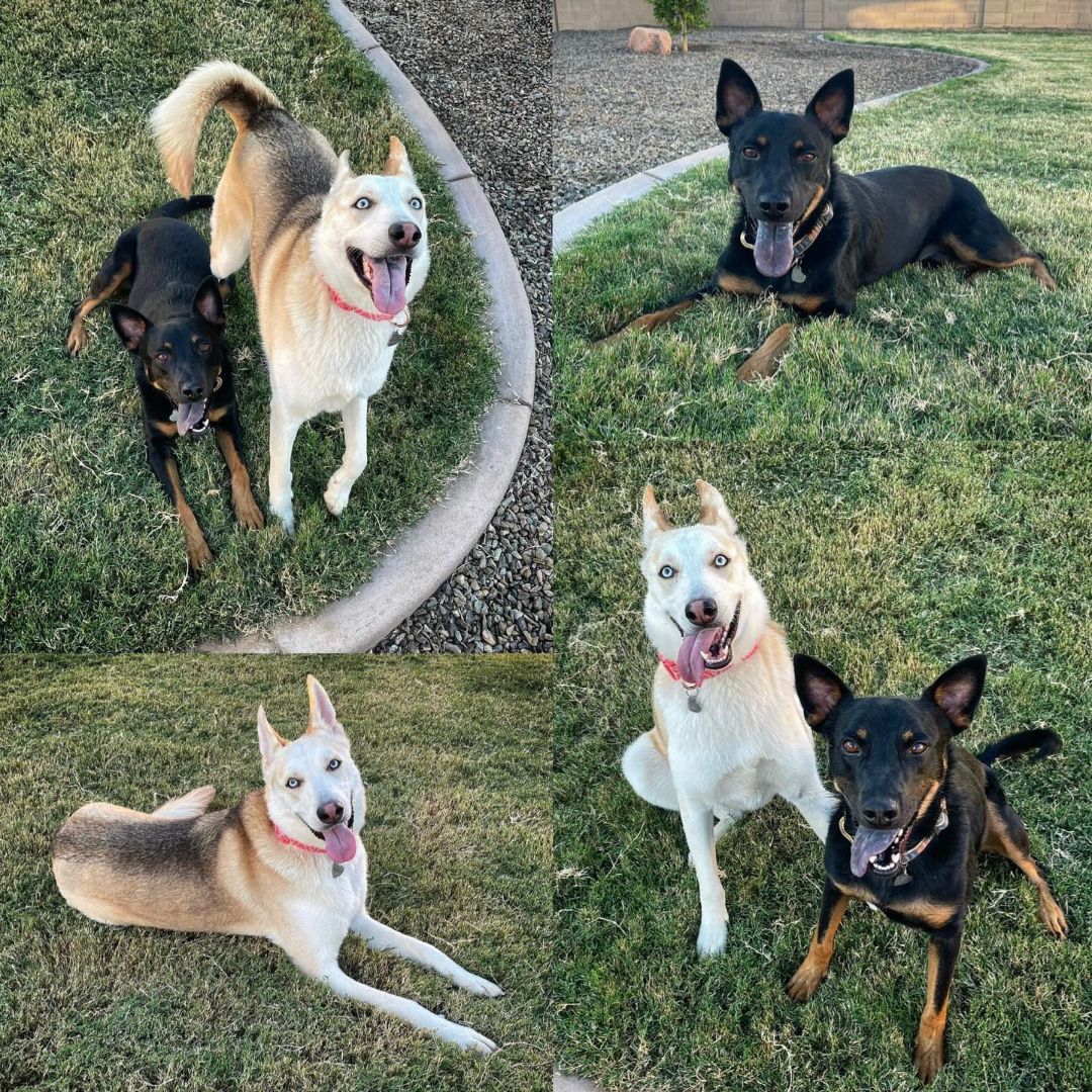 Kiwi, a Adoptable Husky in Phoenix, AZ image 6/6