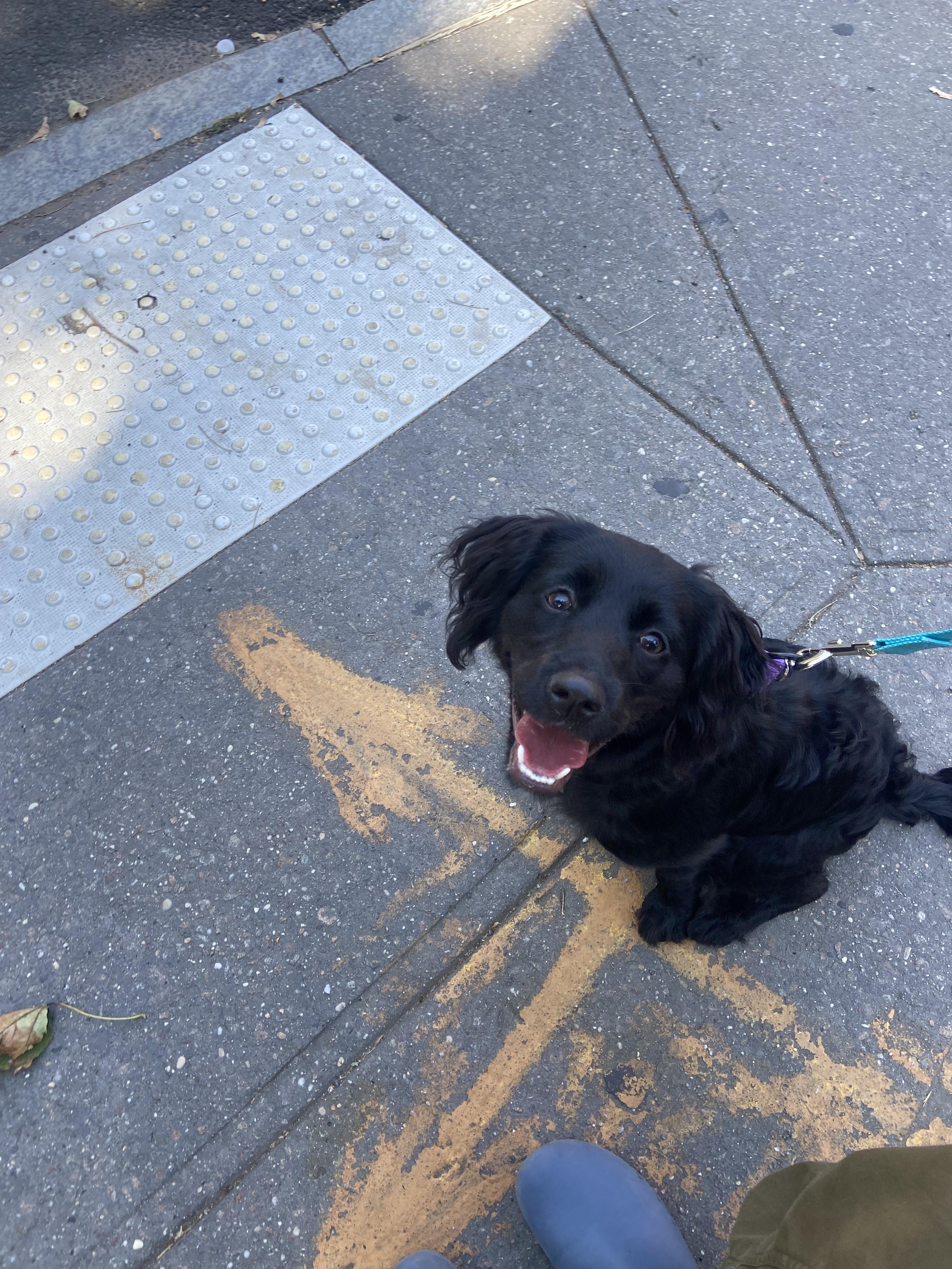 Jessie, ADOPTABLE, Young • Female, Cocker Spaniel & Labrador Retriever.