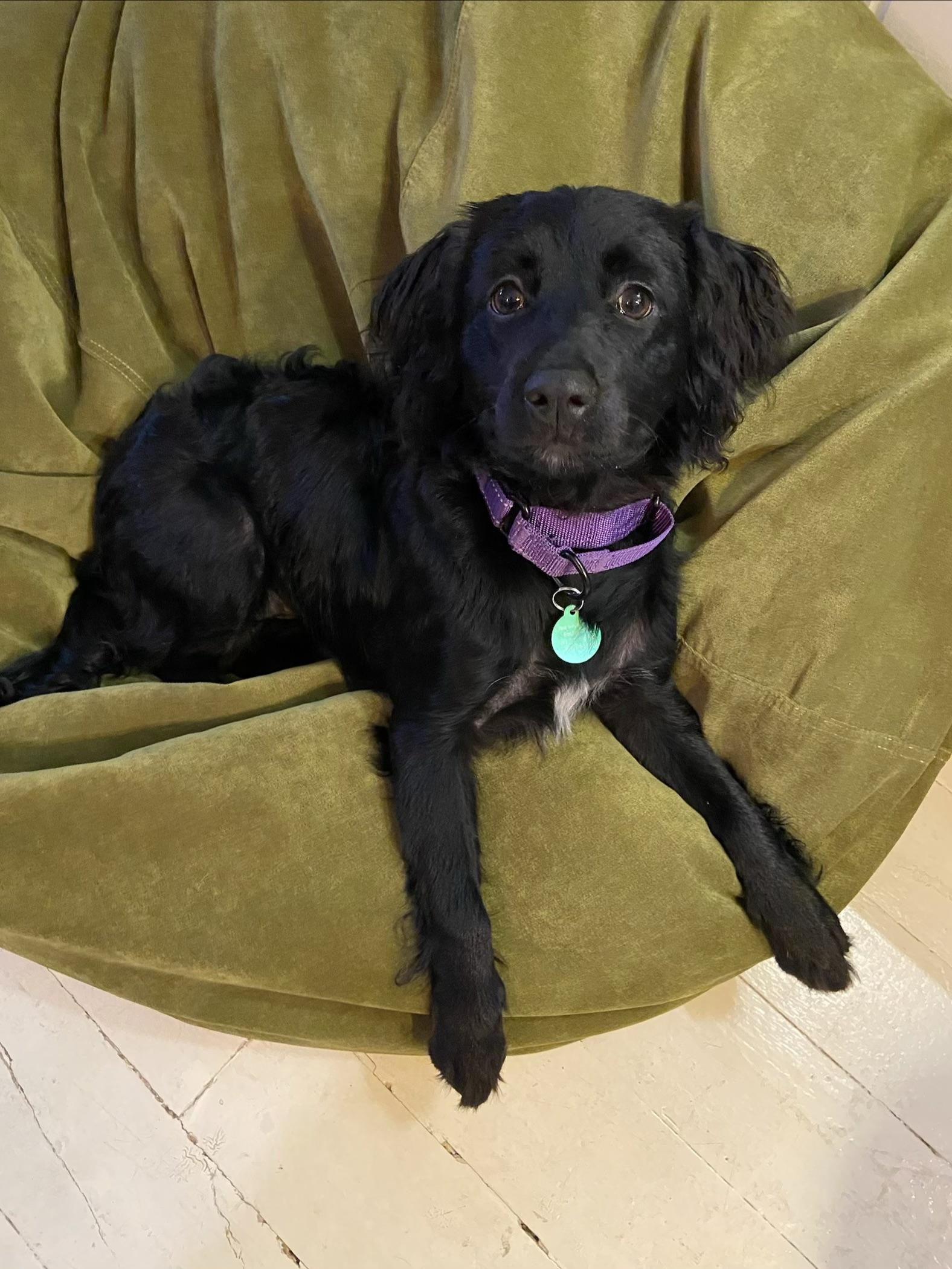 Enlarge Jessie, a Adoptable mixed breed in Brooklyn, NY image 3/6