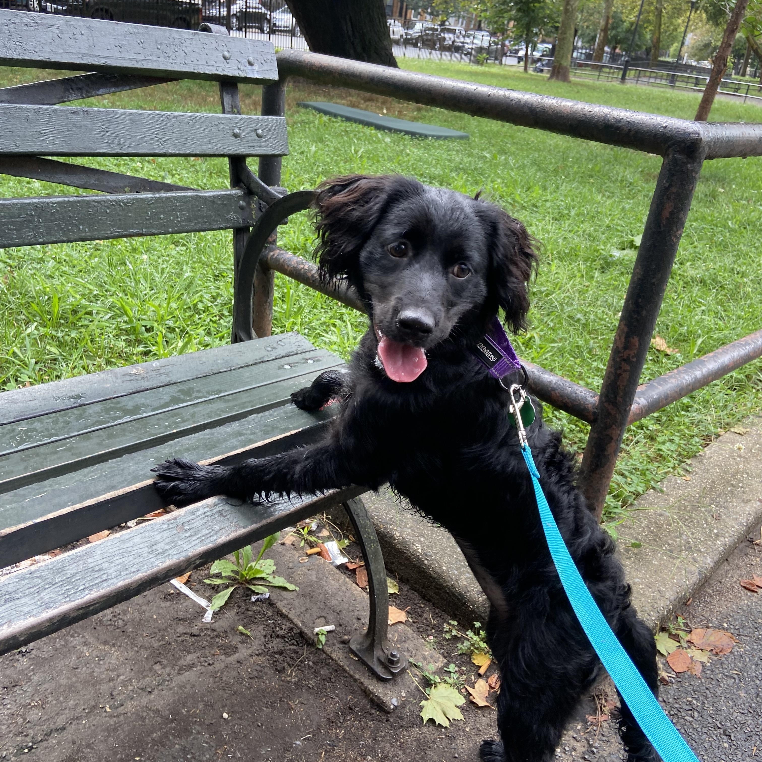 Jessie, Adoptable, Young Female Cocker Spaniel & Labrador Retriever.