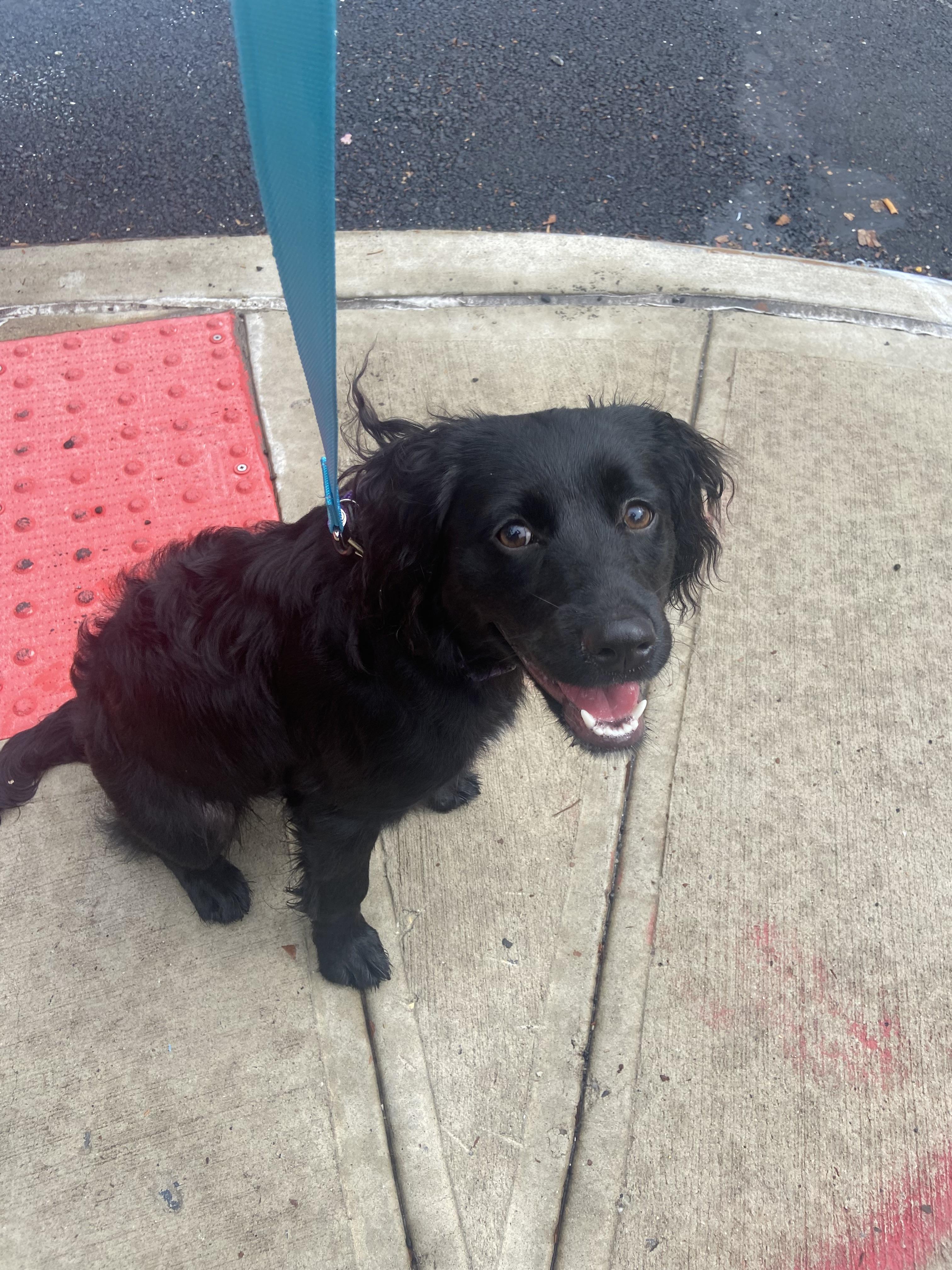 Enlarge Jessie, a Adoptable mixed breed in Brooklyn, NY image 4/6