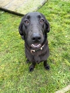 Enlarge Cricket, an adopted mixed breed in Reedsport, OR image 5/6