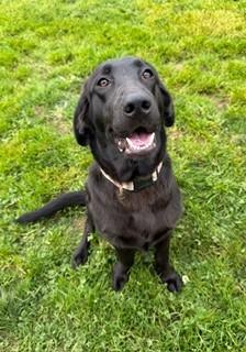 Cricket, adopted, Adult Female Labrador Retriever.