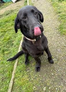Enlarge Cricket, an adopted mixed breed in Reedsport, OR image 3/6