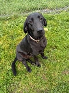 Enlarge Cricket, an adopted mixed breed in Reedsport, OR image 4/6