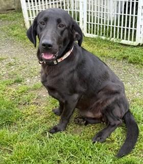 Enlarge Cricket, an adopted mixed breed in Reedsport, OR image 2/6