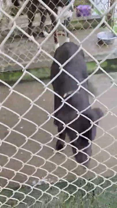 Enlarge Cricket, an adopted mixed breed in Reedsport, OR video 6/6