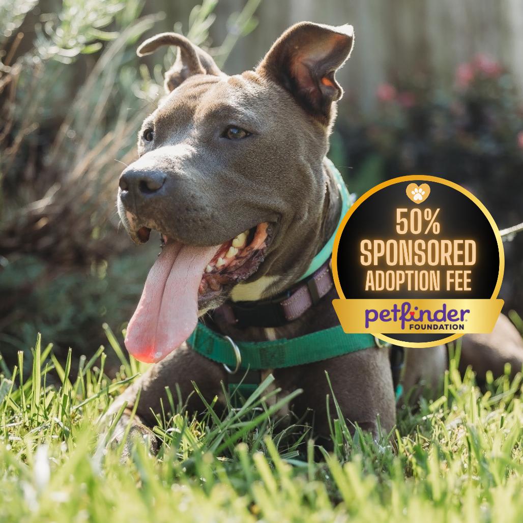 Cricket, Adoptable, Adult Male Pit Bull Terrier.