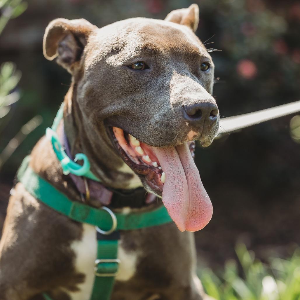 Cricket, Adoptable, Adult Male Pit Bull Terrier.