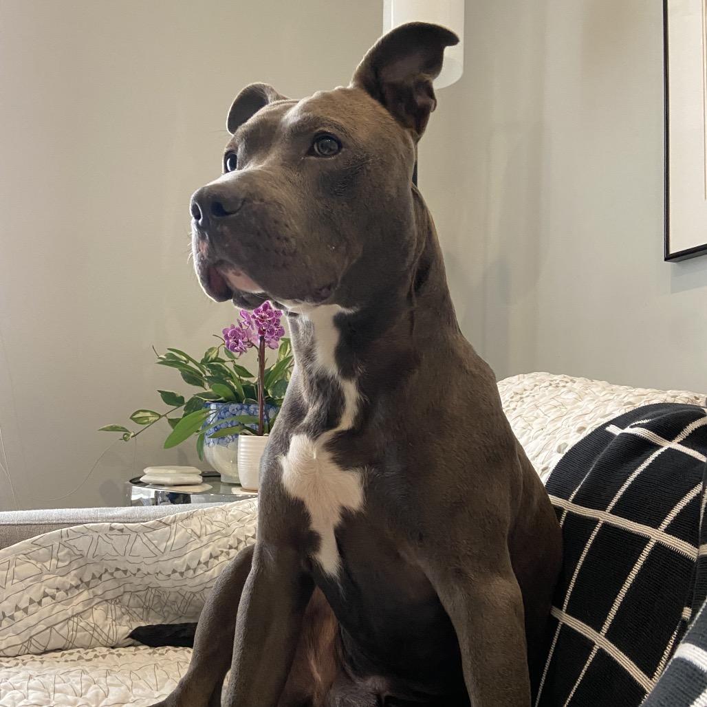 Enlarge Cricket, a Adoptable Pit Bull Terrier in Fairfax, VA image 2/6