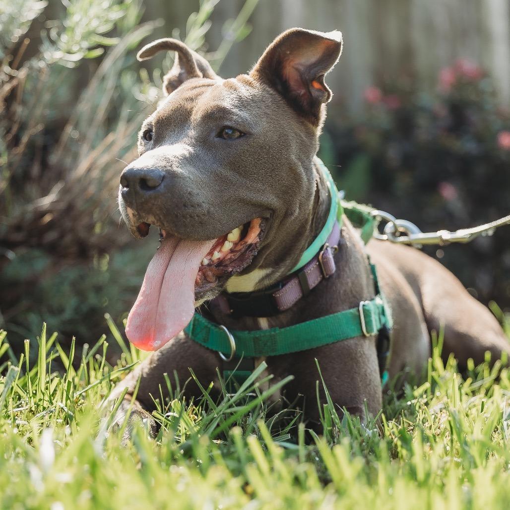 Cricket, Adoptable, Adult Male Pit Bull Terrier.