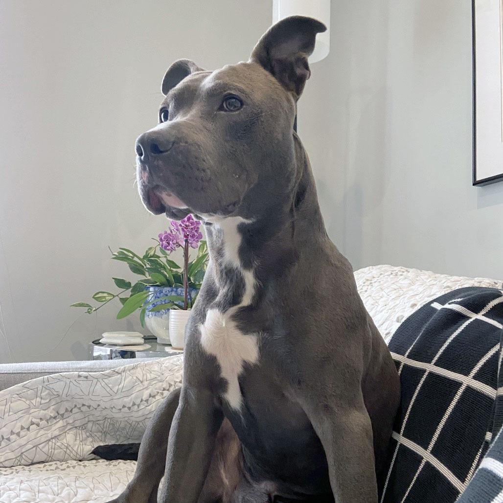 Enlarge Cricket, a Adoptable Pit Bull Terrier in Fairfax, VA image 2/6