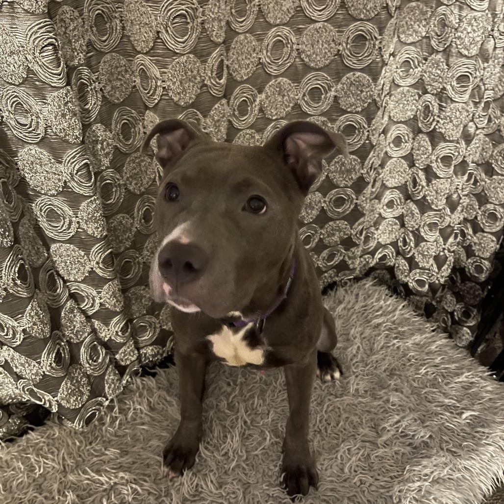 Enlarge Cricket, a Adoptable Pit Bull Terrier in Fairfax, VA image 3/6