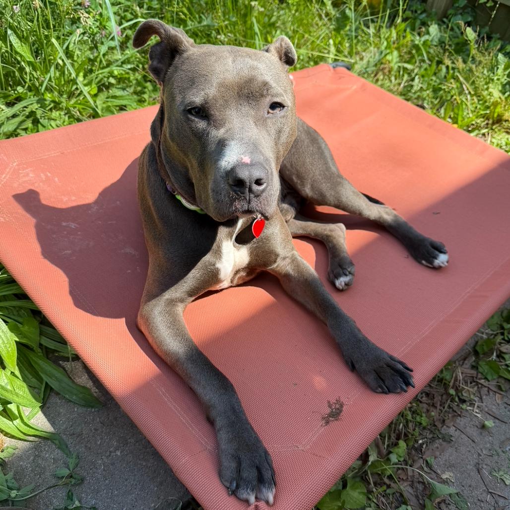 Cricket, a Adoptable Pit Bull Terrier in Fairfax, VA image 4/6