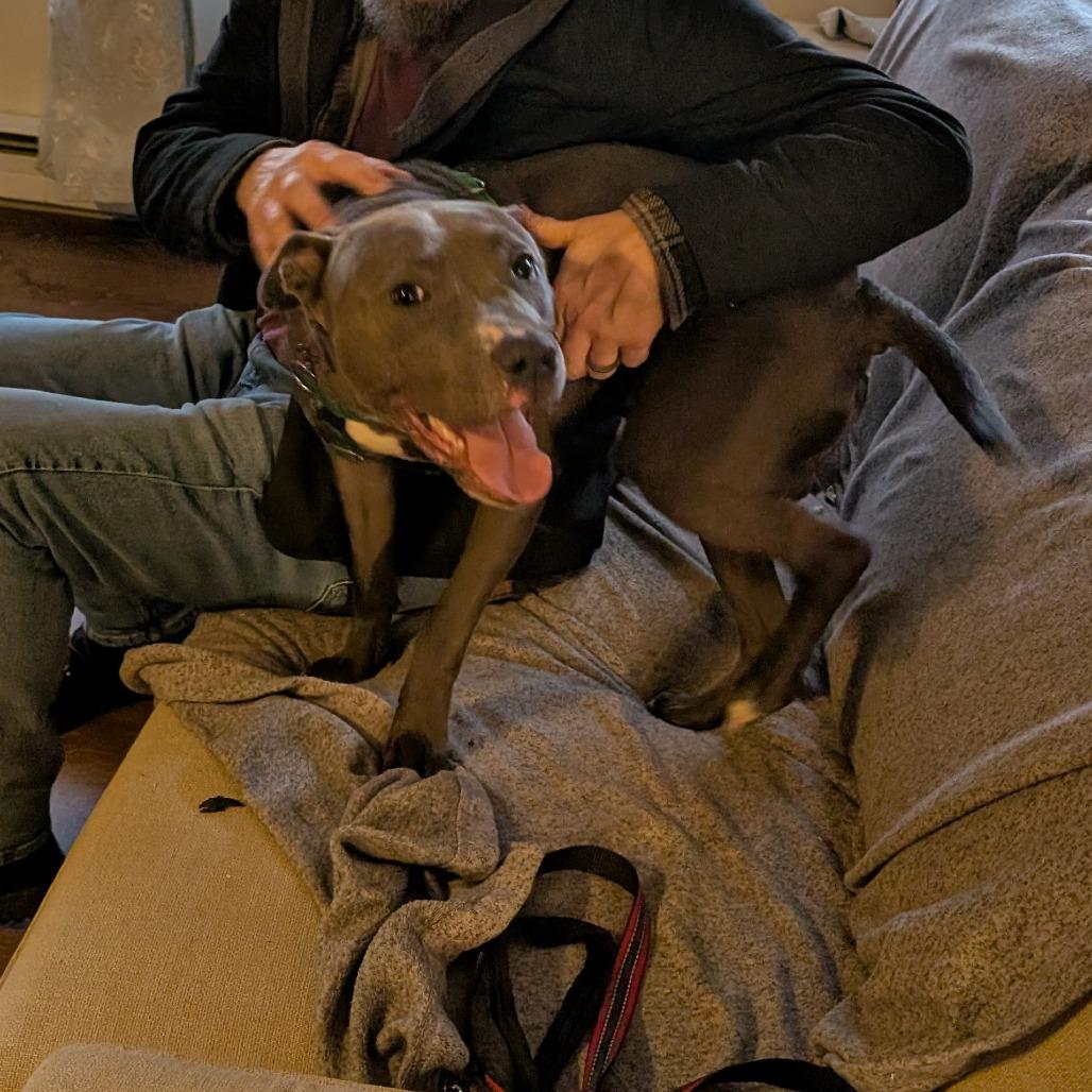 Enlarge Cricket, a Adoptable Pit Bull Terrier in Fairfax, VA image 4/6