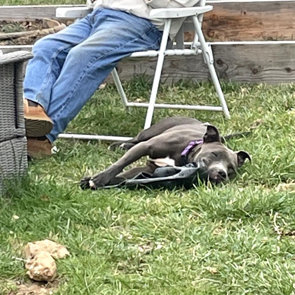 Enlarge Cricket, a Adoptable Pit Bull Terrier in Fairfax, VA image 5/6