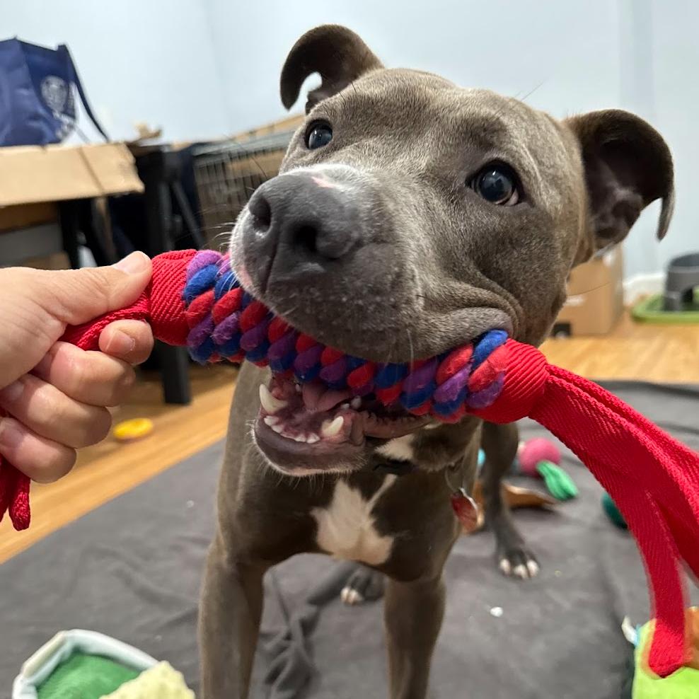 Enlarge Cricket, a Adoptable Pit Bull Terrier in Fairfax, VA image 3/6