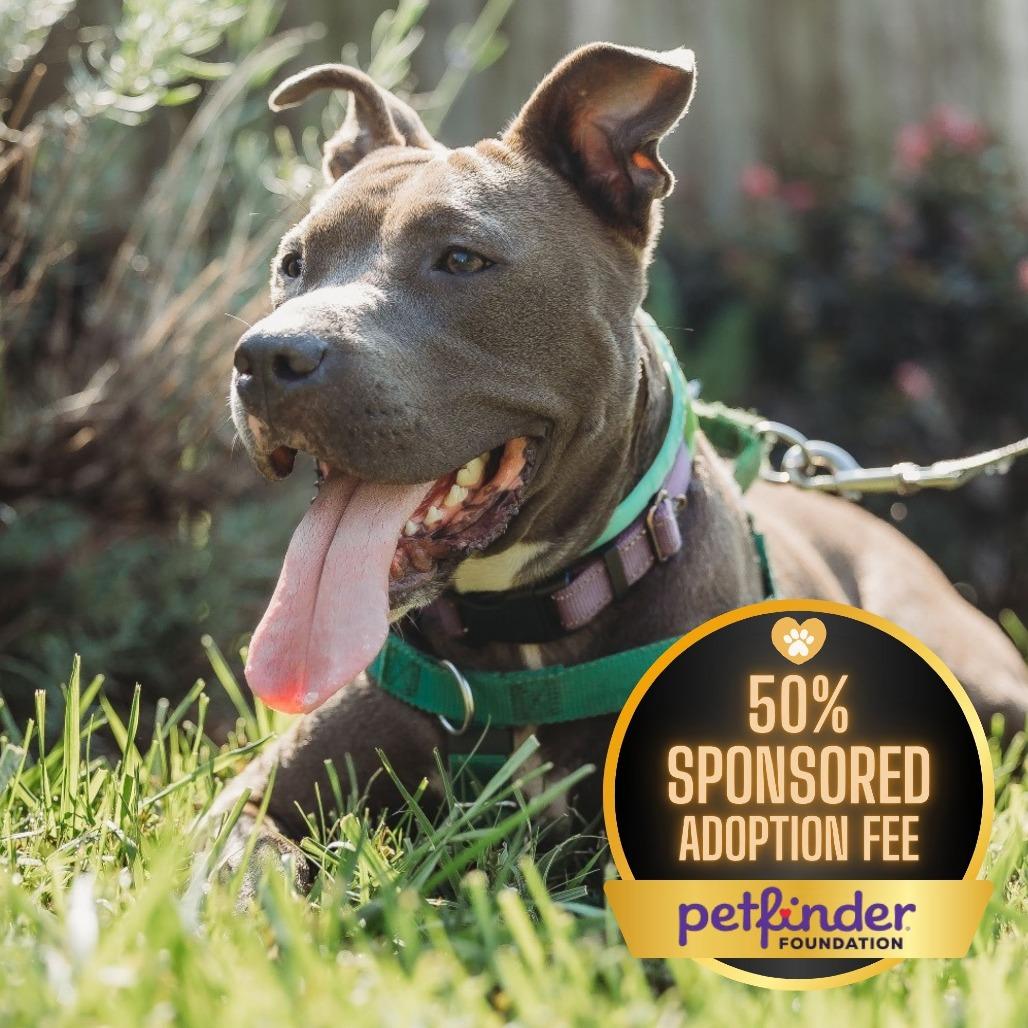 Cricket, a Adoptable Pit Bull Terrier in Fairfax, VA image 5/6